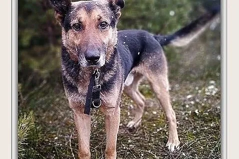 Owczarek niem.mix,6 lat,przyjazny,kontaktowy,zaszczepiony pies HUZAR.Adopcja., , Bydgoszcz