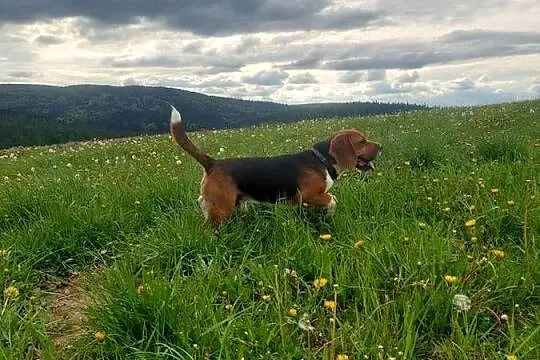 Dorosły piesek rasy beagle