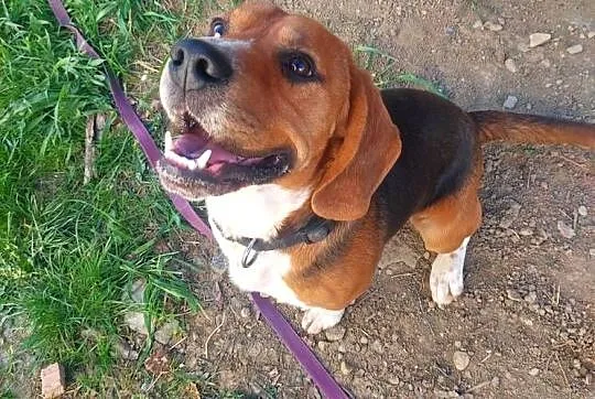 Dorosły piesek rasy beagle, Podkarpackie, Sanok