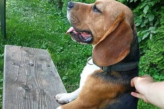 Dorosły piesek rasy beagle, Podkarpackie, Sanok
