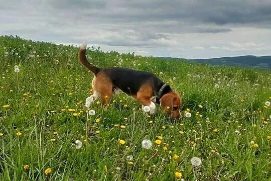 Dorosły piesek rasy beagle, Podkarpackie, Sanok