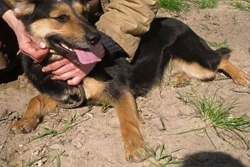 Aza - przeżyła piekło. Nieduży, wspaniały pieszczoch ADOPCJA,  Kundelki cała Polska