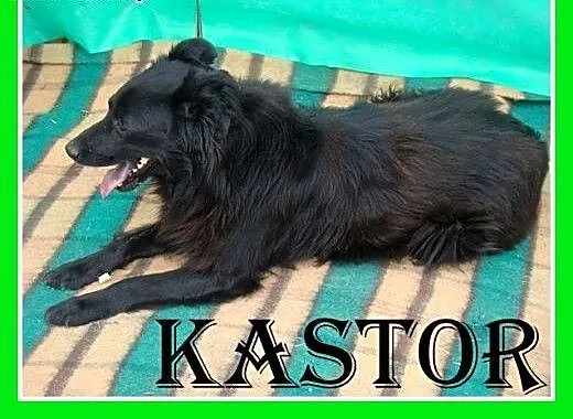 20kg,średni,przyjazny,aktywny,pies Kastor, małopo