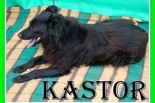 20kg,średni,przyjazny,aktywny,pies Kastor, małopolskie Kraków
