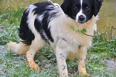 LOLA - śliczna, młoda 7 kg sunia do adopcji,  mazowieckie Warszawa