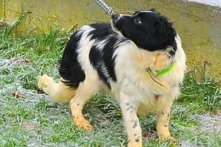 LOLA - śliczna, młoda 7 kg sunia do adopcji,  mazo