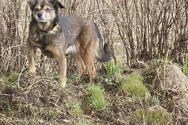 Gris szuka ludzia,  dolnośląskie Lubin