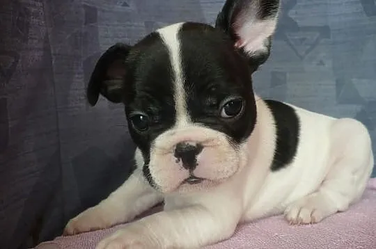 Buldog francuski- biało-czarna suczka