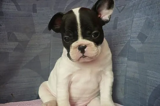 Buldog francuski- biało-czarna suczka