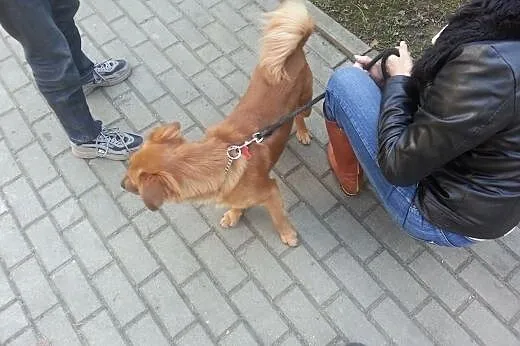 Półroczny uroczy rudzielec,  małopolskie Tarnów