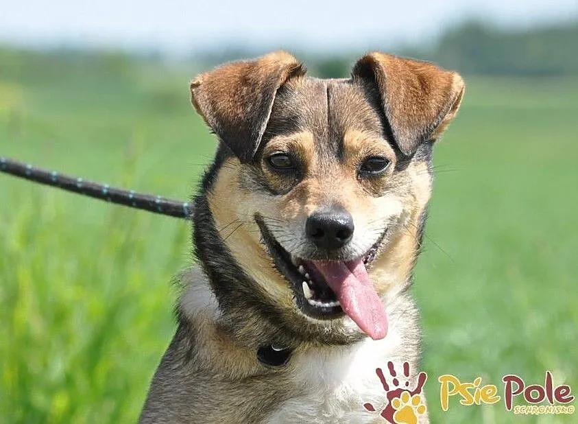 KACHUL-niewielki psiak o bardzo wesołym, radosnym usposobieniu szuka domu, adopcja, Małopolskie, Kraków