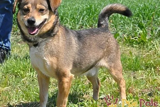 KACHUL-niewielki psiak o bardzo wesołym, radosnym usposobieniu szuka domu, adopcja, Małopolskie, Kraków