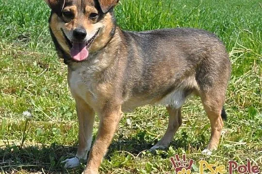 KACHUL-niewielki psiak o bardzo wesołym, radosnym usposobieniu szuka domu, adopcja, Małopolskie, Kraków