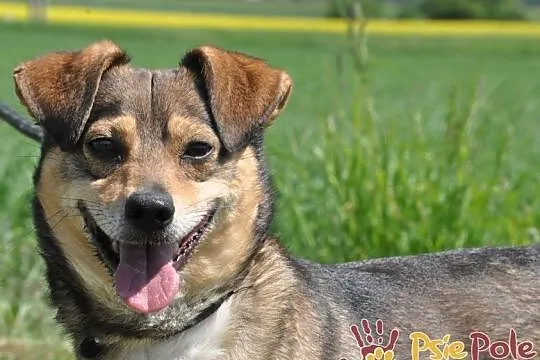 KACHUL-niewielki psiak o bardzo wesołym, radosnym usposobieniu szuka domu, adopcja, Małopolskie, Kraków
