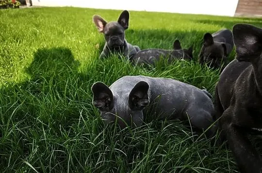 Buldog francuski