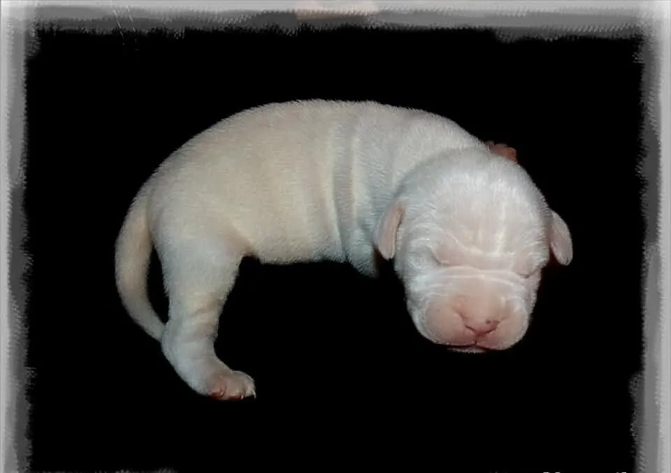 Dogo Argentino, Dog Argentyński. Szczenięta!
