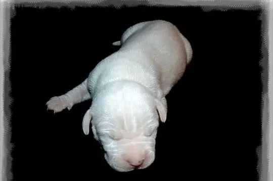 Dogo Argentino, Dog Argentyński. Szczenięta!