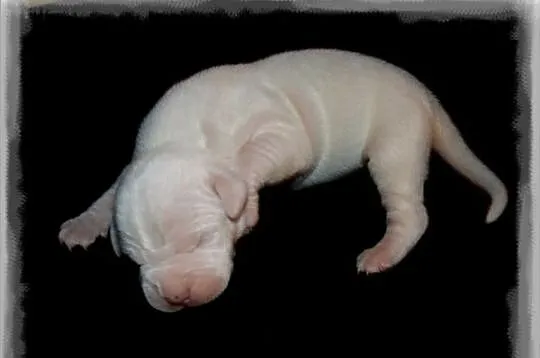 Dogo Argentino, Dog Argentyński. Szczenięta!