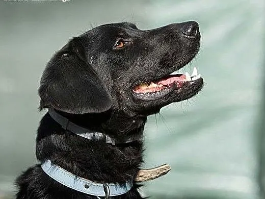 POKER - piękny, 2 letni czarny labrador mix szuka