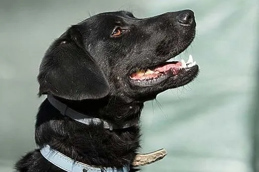 POKER - piękny, 2 letni czarny labrador mix szuka 