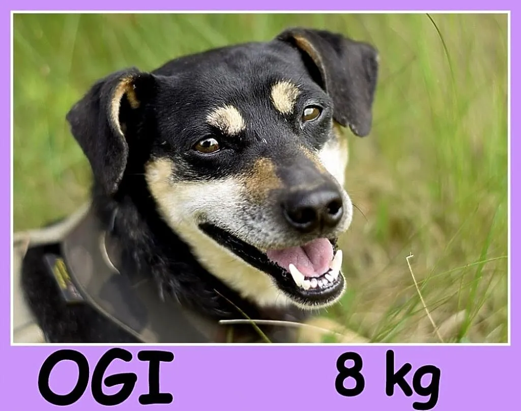 Mały 8 kg, w typie pinczerka,łagodny, przyjazny pi