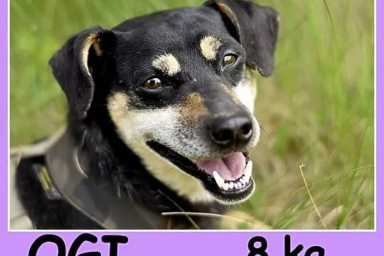 Mały 8 kg, w typie pinczerka,łagodny, przyjazny piesek OGI_Adopcja