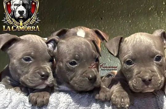 American Staffordshire Terrier Blue Amstaff Szczeniak, Opolskie, Paczków