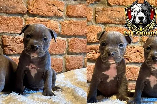 American Staffordshire Terrier Blue Amstaff Szczeniak, Opolskie, Paczków