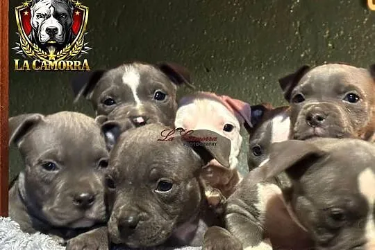 American Staffordshire Terrier Blue Amstaff Szczeniak, Opolskie, Paczków