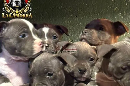 American Staffordshire Terrier Blue Amstaff Szczeniak, Opolskie, Paczków