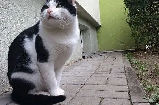Kajtuś postrzelony z wiatrówki szuka domu,  łódzki