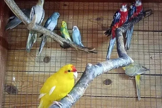 Sprzedam Papugi, Opolskie, Wielka Kolonia
