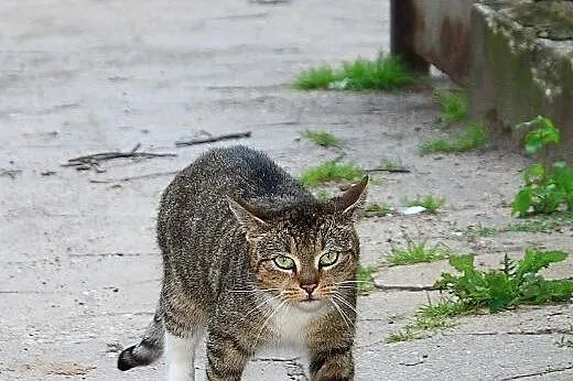 Lorina, marzy o kochającym domu,  wielkopolskie Po