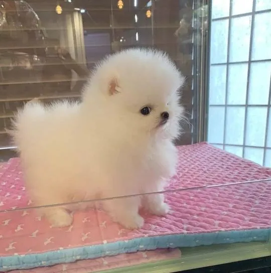 Nasze dwa słodkie szczeniaki rasy pomeranian szukają kochającego domu, osobno lub razem., , Gdansk