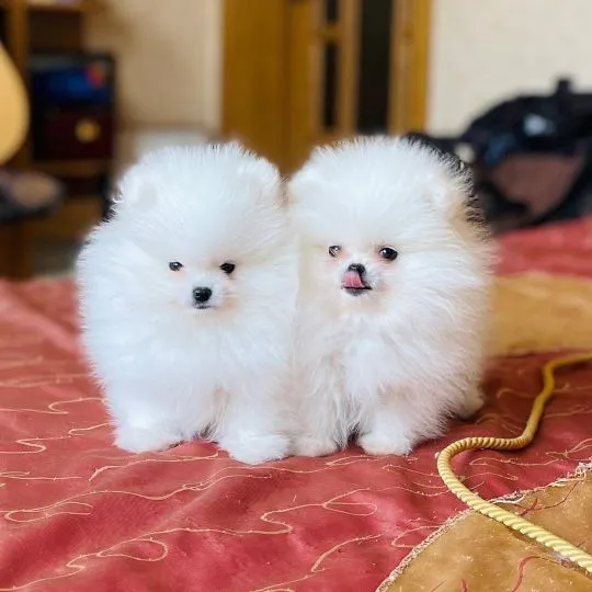 Nasze dwa słodkie szczeniaki rasy pomeranian szukają kochającego domu, osobno lub razem., , Gdansk