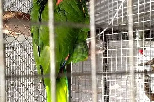 Samiec lęgowy amazonki oratrix (żółtogardła), Śląskie, Pszczyna