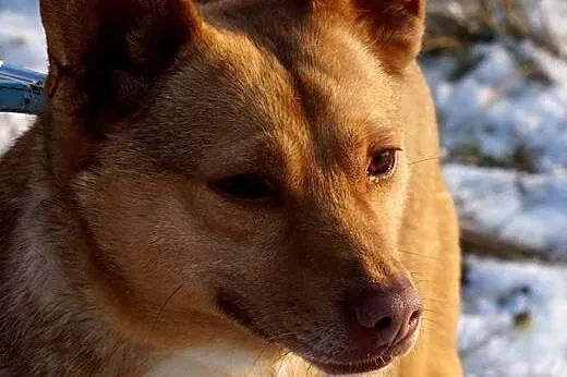 Tofik mały rudy psiak do adopcji,  Kundelki cała P
