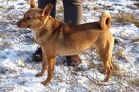 Tofik mały rudy psiak do adopcji,  Kundelki cała P