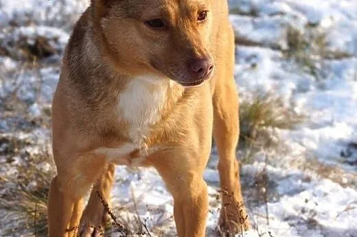 Tofik mały rudy psiak do adopcji,  Kundelki cała P