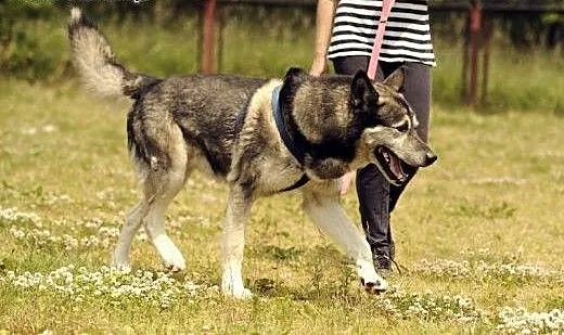 Sam piękny pies w typie husky do adopcji, dolnośl