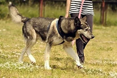 Sam piękny pies w typie husky do adopcji,  dolnośl