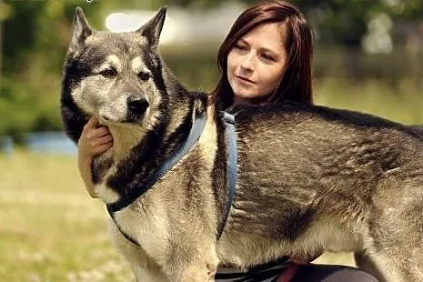 Sam piękny pies w typie husky do adopcji,  dolnośl