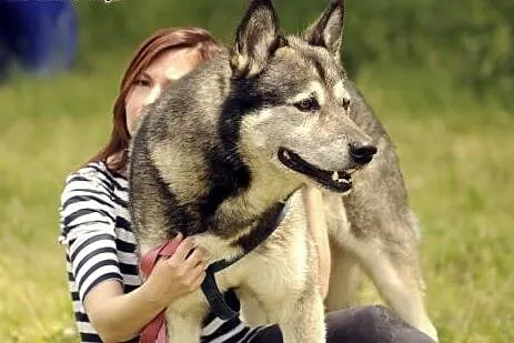 Sam piękny pies w typie husky do adopcji,  dolnośl