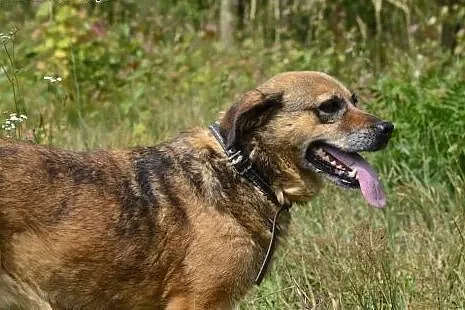 Już 9 lat w schronisku czeka na dom - Kora nie ma 