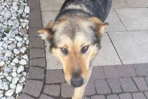 Roczna sunia porzucona w polu - pilnie szuka domu,