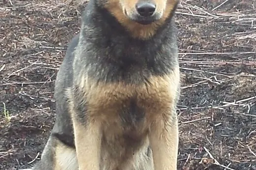 Roczna sunia porzucona w polu - pilnie szuka domu,