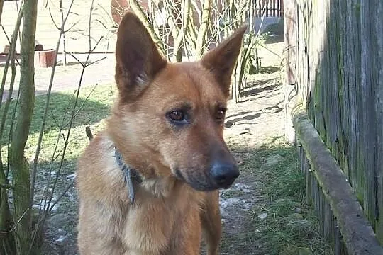 Taja młodziutka sunia w typie owczarka