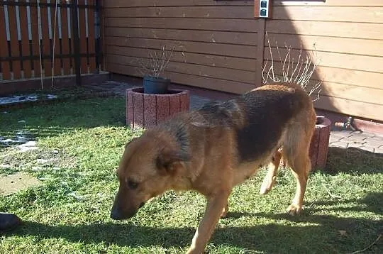 Taja młodziutka sunia w typie owczarka