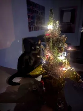 Oddam kotkę w dobre ręce w związku z przeprowadzką do innego kraju na leczenie ., , Józefosław 