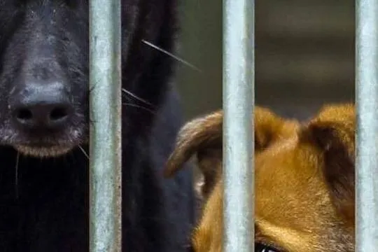 ADOPCJA, Zachodniopomorskie, Choszczno